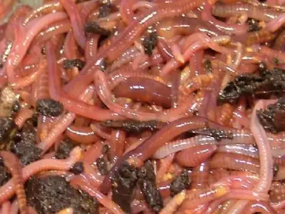Live Red wiggler worms for sale, View more