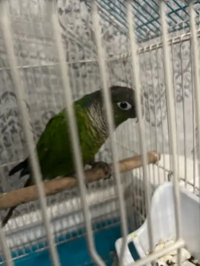 green cheek conure, View more
