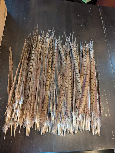 I have an assortment of ring tail pheasant feathers for sale in Southwest Edmonton — near Southgate...