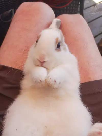 Bunny Male Dwarf Mix, View more