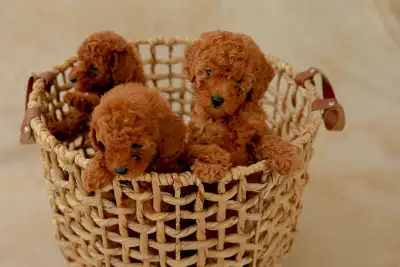 Purebred Toy Poodle Puppies, View more