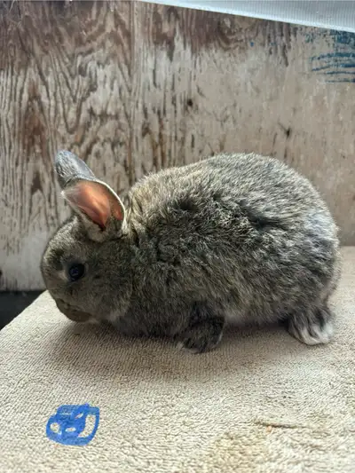 New Zealand X Rabbits, View more