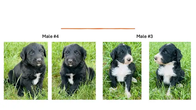 Tricolored Labrabernedoodles for sale - $250 in Dogs & Puppies for Rehoming in Winnipeg - Image 8