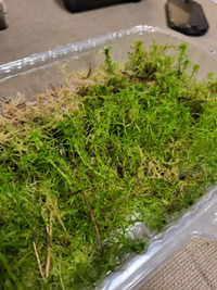 Live spagnum moss