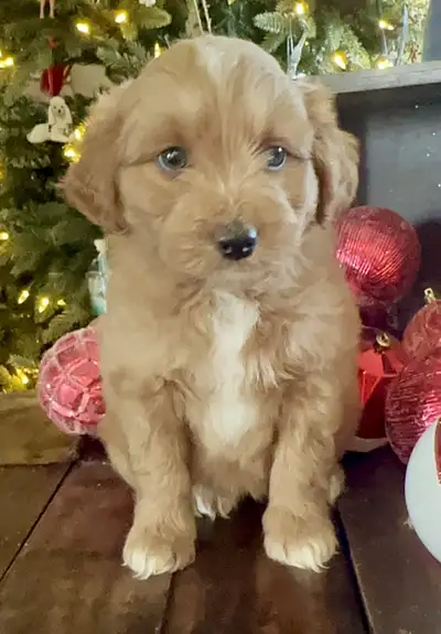 Doodle Puppies Available We have four adorable doodle puppies looking for amazing homes! 3 girls ❤️...