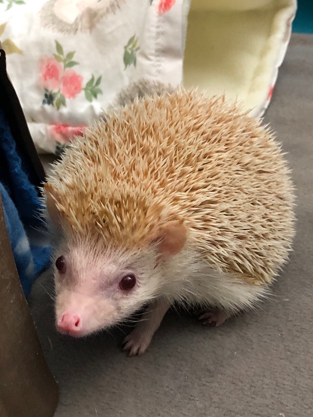 rehoming Hedgehog + Full Cage setup Small Animals for Rehoming