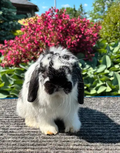 Jolis lapins bélier hollandais mâles disponibles, View more