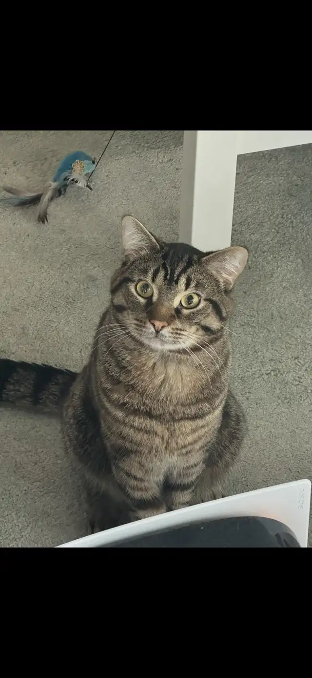 Rehoming 3 year Tabby Maine Coon mix