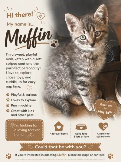 baby’s kitten for sale!, View more
