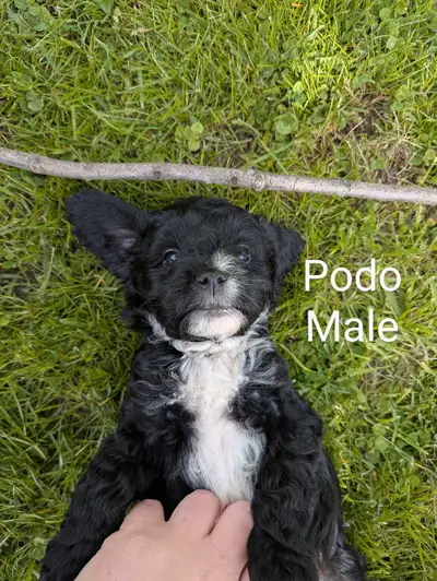 Adorable Cavapoo Puppies Are Ready for Their Forever Homes! We’re thrilled to introduce our sweet Ca...