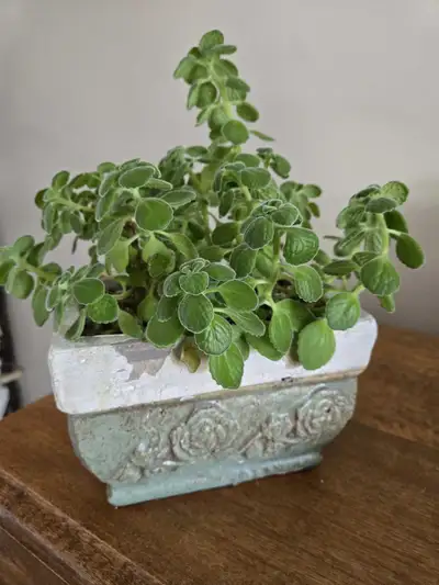 Vics Plant, View more