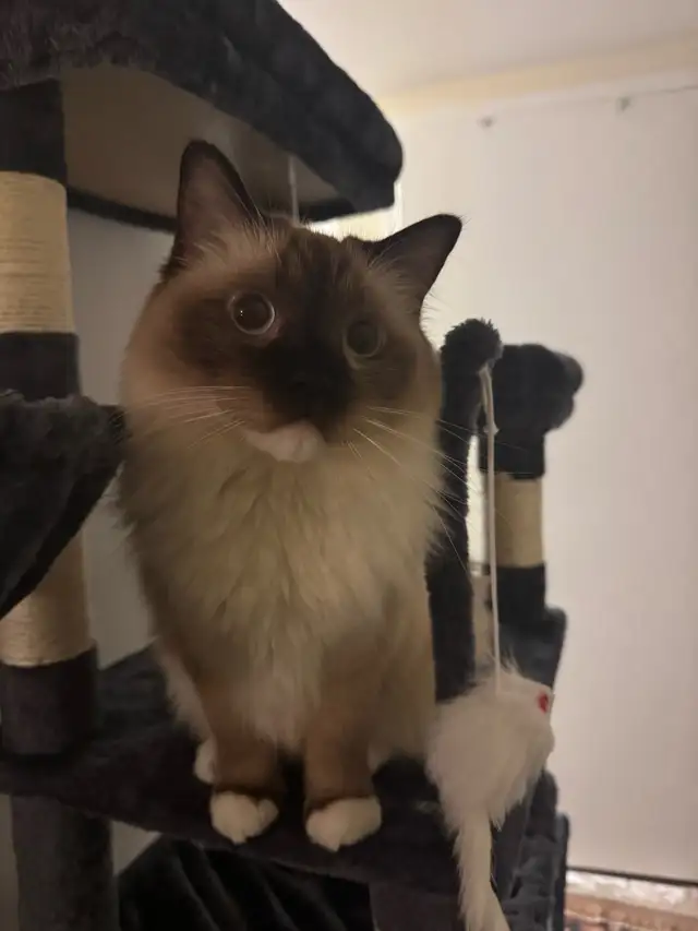 3 Year Old Male Ragdoll for Rehoming