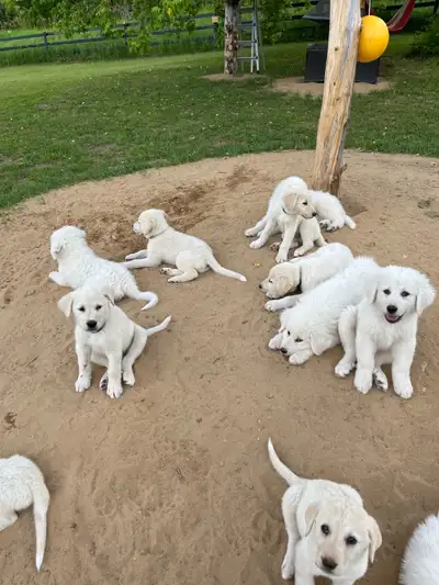 Puppies for Sale – Ready to go!, View more