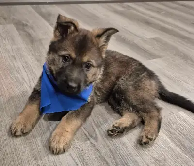 Three beautiful female German Shepherd puppies looking for homes. There are two black females and on...