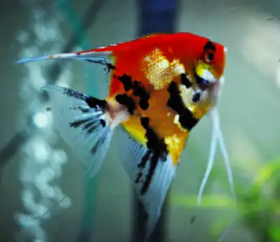 We have some beautiful Red Devil angelfish available in both juvenile and medium size. These are a r...