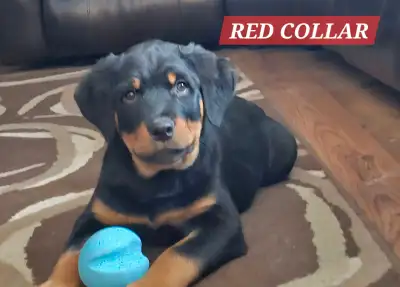 ADORABLE ROTTWEILER PUPPIES, WEEKEND SPECIAL ONLY, View more