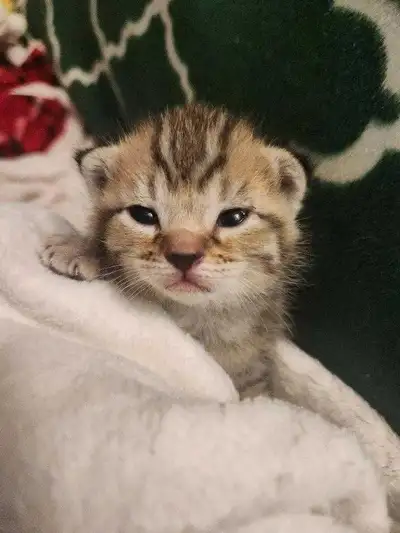 Baby kitty for loving home, View more