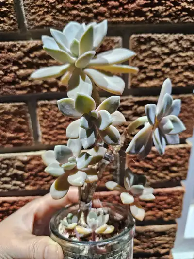 RARE! 8yrs Aged Succulent Bonsai, View more
