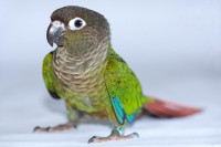 Looking for a conure
