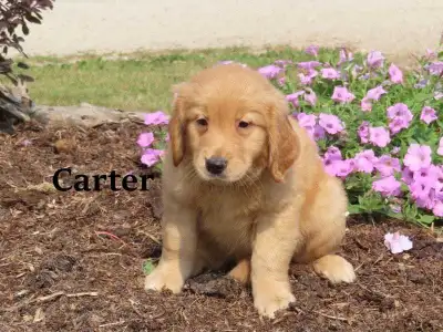 golden retriever puppies. , View more