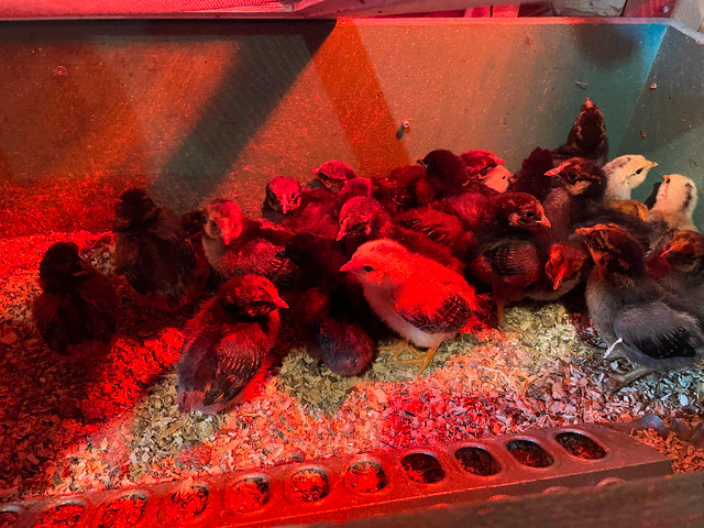 Wyandotte Chicks in Livestock in Belleville