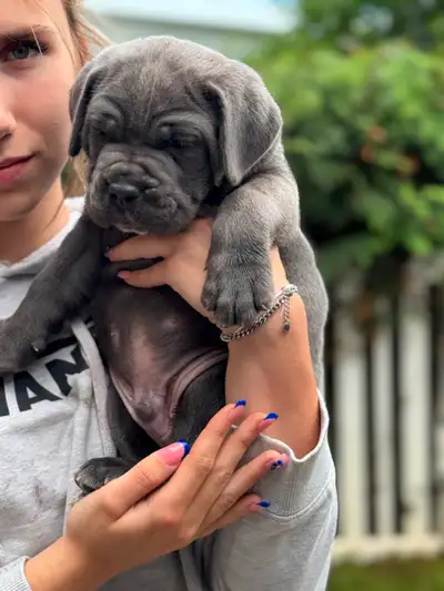 Cane Corso, View more