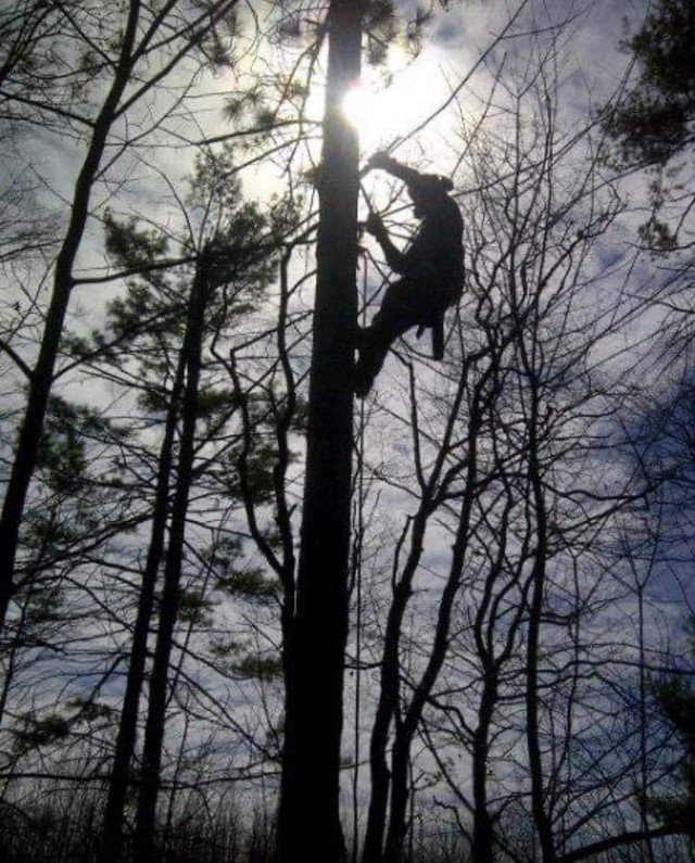 Certified Arborist Tree Services in Lawn, Tree Maintenance & Eavestrough in Peterborough - Image 4