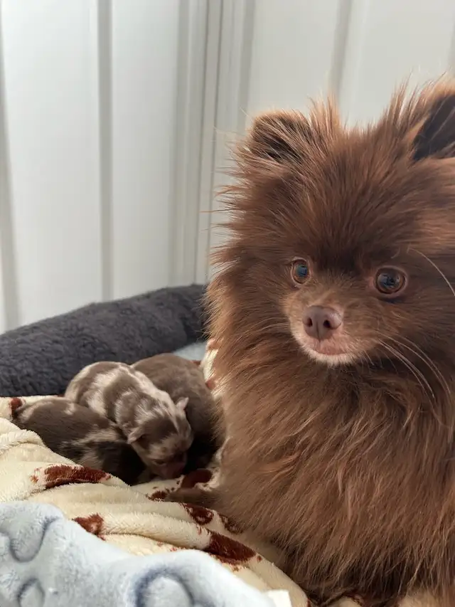 Pomeranians in Dogs & Puppies for Rehoming in Penticton - Image 2