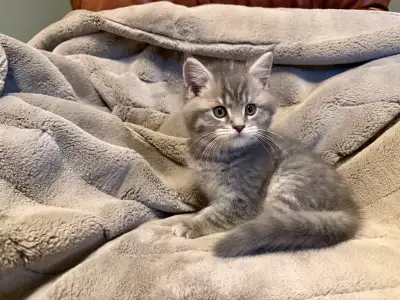 Beautiful Maine Coone/British Shorthair Kittens, View more