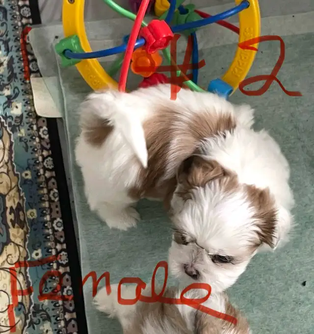 Sweet Malshi (Shih TZU / Maltese) Pups! in Dogs & Puppies for Rehoming in Comox / Courtenay / Cumberland - Image 2