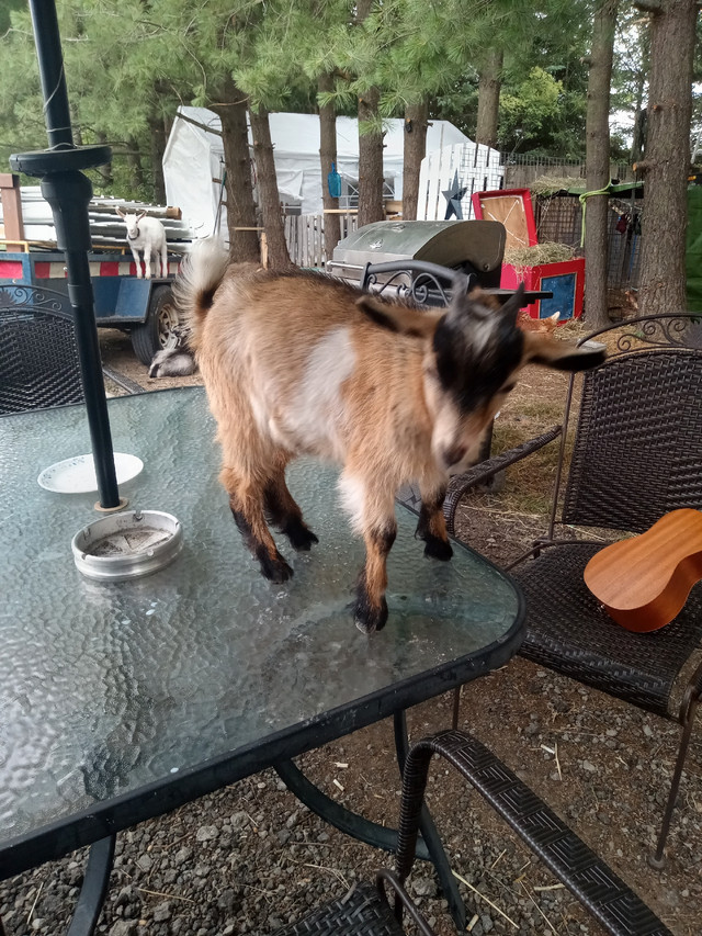  GOATS AVAILABLE FOR ANY EVENT in Animal & Pet Services in Hamilton - Image 3