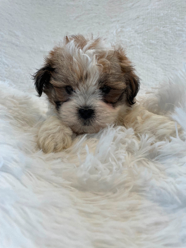 Shih Tzu puppies in Dogs & Puppies for Rehoming in City of Toronto - Image 3