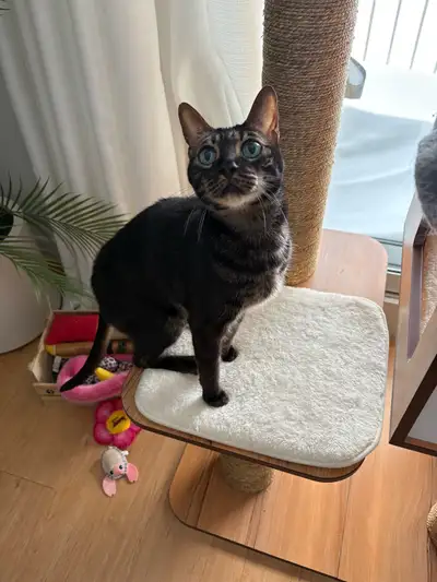 Chat Bengal enregistré TICA – 6 ans (mâle) – 200$, View more