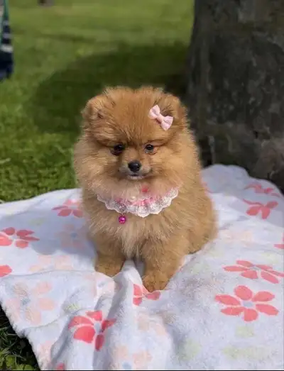 rehoming adorable female Pomeranian, View more