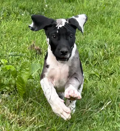 Purebred Great Dane Puppies 2 Left, View more