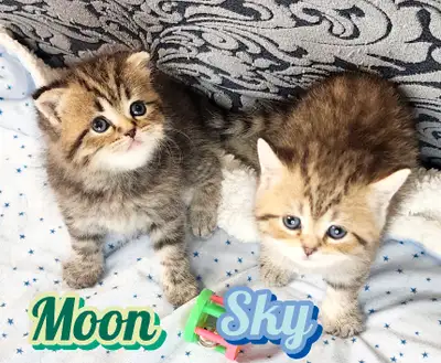 Scottish Fold/Straight  Shorthair looking for new home!, View more
