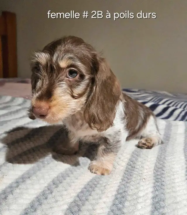 chiots teckel dachshund puppies in Dogs & Puppies for Rehoming in Victoriaville - Image 5