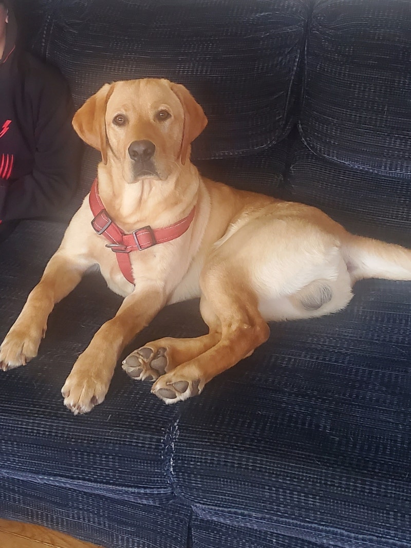 10 months old Labrador retriever/dog for sale Dogs & Puppies for