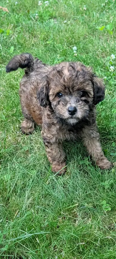 toy poodle puppies, View more
