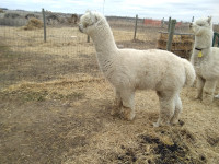 Alpacas for sale