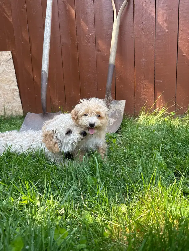 puppy bichonpoo in Dogs & Puppies for Rehoming in City of Toronto - Image 3