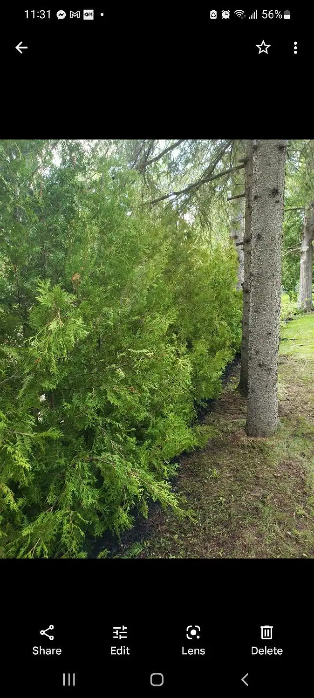 Cedar Trees For Hedges  in Plants, Fertilizer & Soil in Belleville - Image 3