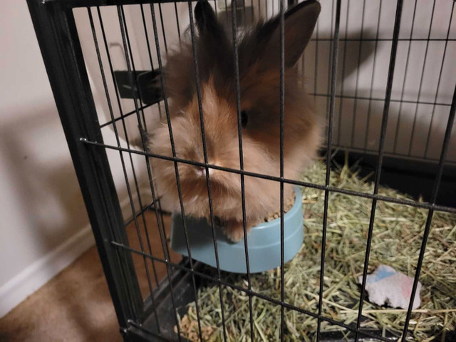 Lionhead rabbits with 2 cages and supplies in Small Animals for Rehoming in Leamington - Image 2