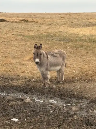 mini donkey , View more