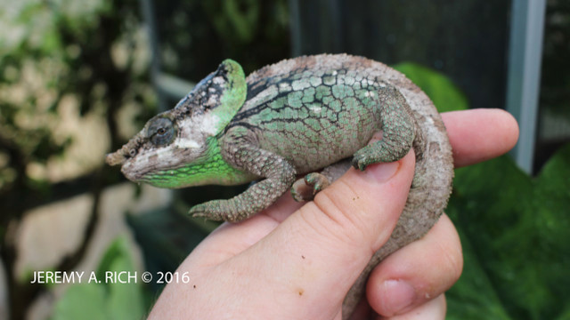SELDOM SEEN BEAUTIFUL CHAMELEONS SPECIAL in Reptiles & Amphibians for Rehoming in North Bay - Image 2