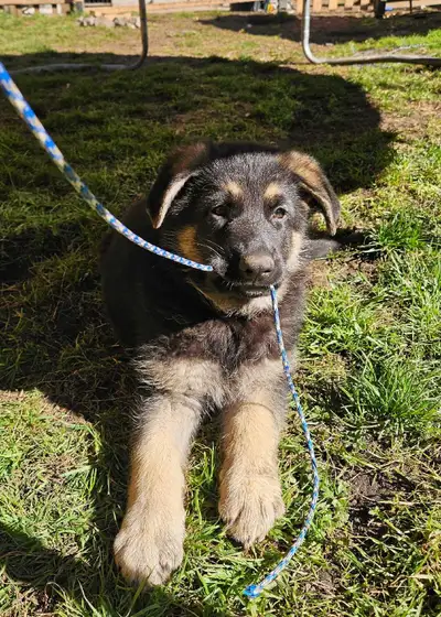1 FEMALE GERMAN SHEPHERD PUPPY LEFT!!!, View more