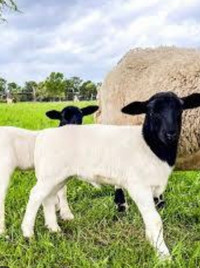 Dorper lamb sheep for sale