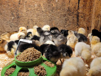 Barn Yard Mix Chick's 