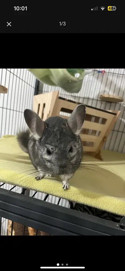 Chinchilla, View more