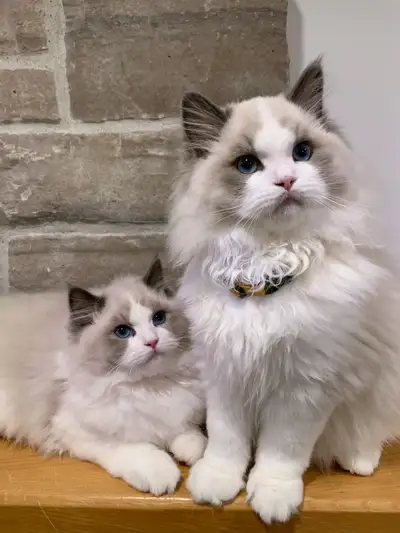 (TICA Registered)Baby Doll face bloodline - Blue Bicolor Ragdoll, View more